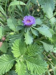 Centratherum punctatum