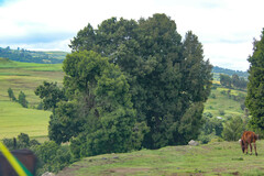Afrocarpus falcatus