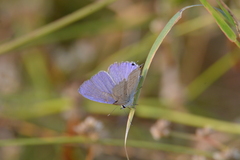 Catochrysops strabo