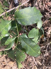 Metopium brownei