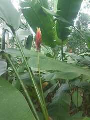 Heliconia episcopalis