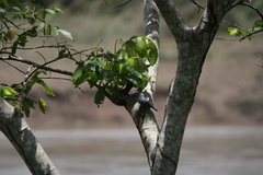Hirundinidae