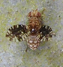 Homoneura trypetoptera