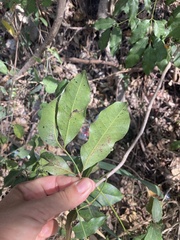 Metopium brownei