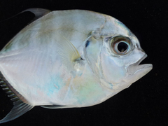 Atropus hedlandensis