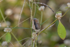 Euchrysops cnejus