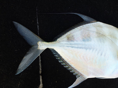 Atropus hedlandensis