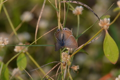 Euchrysops cnejus