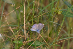 Euchrysops cnejus