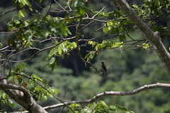 Hirundinidae