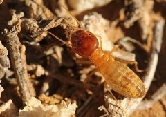 Microhodotermes viator