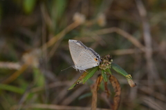 Catochrysops strabo