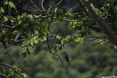 Hirundinidae