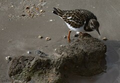 Arenaria interpres