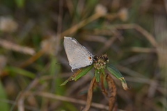 Catochrysops strabo