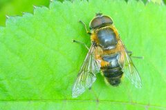 Eristalis similis