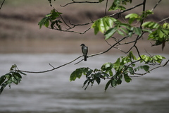 Hirundinidae