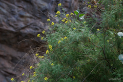 Descurainia millefolia