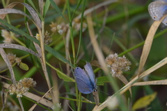 Catochrysops strabo