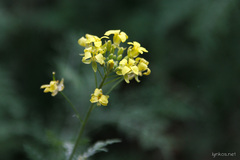 Descurainia millefolia