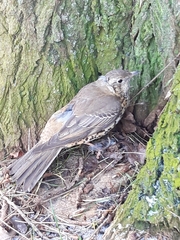 Turdus viscivorus