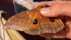 Pseudobunaea tyrrhena