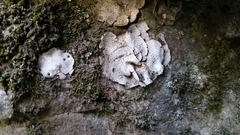 Dermatocarpon miniatum