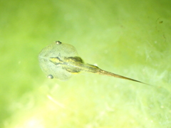 Microhyla butleri