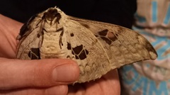 Pseudobunaea tyrrhena