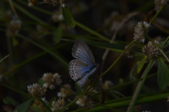 Euchrysops cnejus