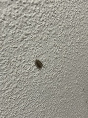 Lepidoptera