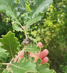 Andricus foecundatrix