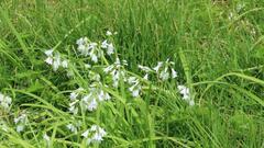 Allium triquetrum