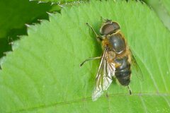 Eristalis similis