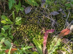 Tortella