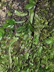 Hymenophyllum minimum