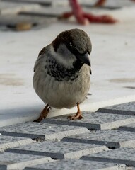 Passer domesticus