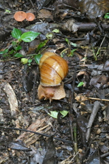 Megalobulimus