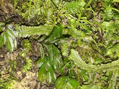 Hymenophyllum minimum