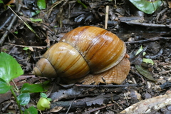 Megalobulimus