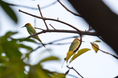 Merops orientalis