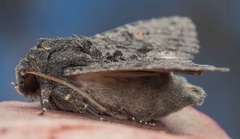 Neumichtis nigerrima