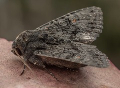 Neumichtis nigerrima