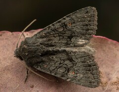 Neumichtis nigerrima