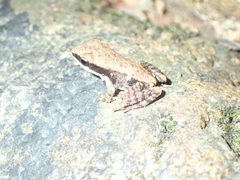 Sylvirana mortenseni