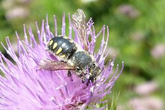 Anthidium septemspinosum