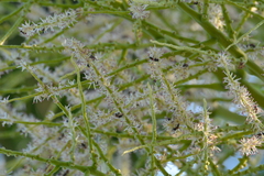 Lannea coromandelica