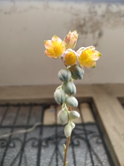 Sedeae