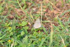 Catochrysops strabo