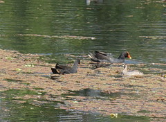 Gallinula tenebrosa